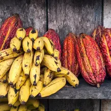 Fruits_Rainforest_01.jpg