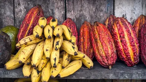 Fruits_Rainforest_01.jpg