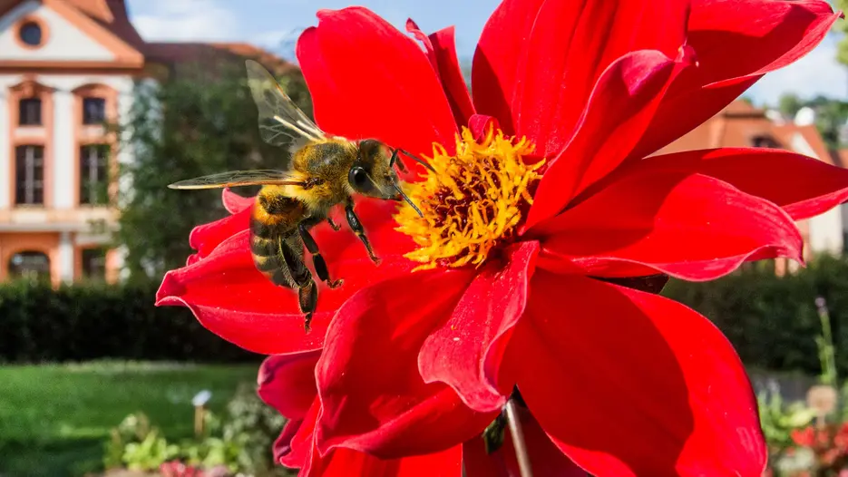 Biene_im_Hofgarten_01.jpg