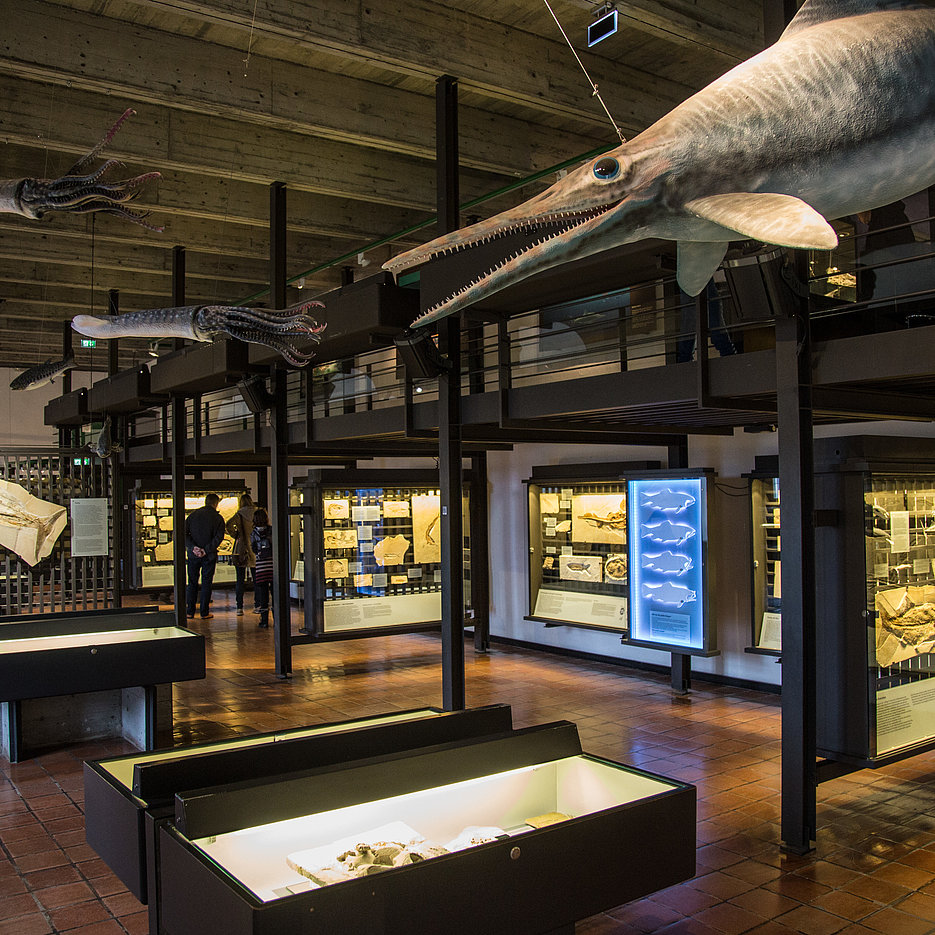 Das Jua-Museum zeigt insbesondere Fossilien der Solnhofener Plattenkalke, deren Entstehung auf eine tropische Riff- und Lagunenlandschaft des Jura zurückgeht.