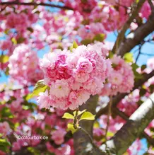 Baum in Blüte