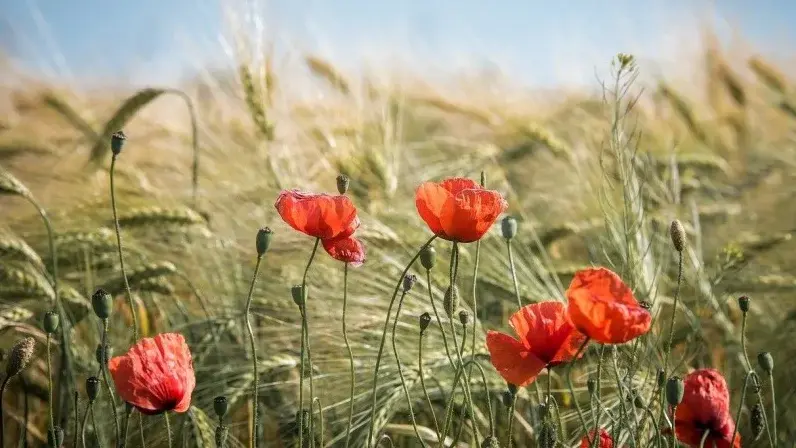 mohn
