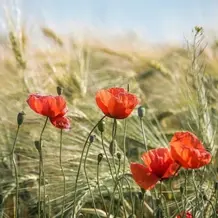 mohn